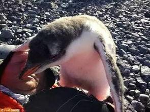 吃瓜企鹅群,揭秘企鹅界的八卦风云