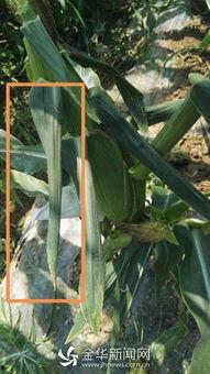 吃瓜可以吃玉米吗图片搞笑,吃瓜也能吃出玉米味？搞笑瞬间揭秘！