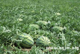 周公解梦梦见瓜地吃瓜,瓜地吃瓜预示的吉祥寓意