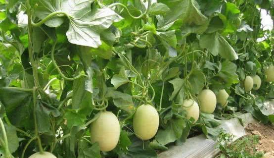 幼幼吃瓜,萌态十足，揭秘宝宝的世界