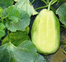 吃火银瓜的好处和坏处