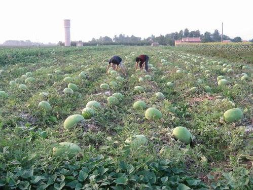 沭阳吃瓜基地地址,瓜果飘香，田园风光尽收眼底