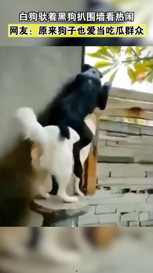喂狗吃瓜群众视频,宠物与美食的趣味互动