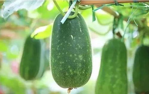 心酸的吃瓜文章,泪目！那些心酸吃瓜背后的故事