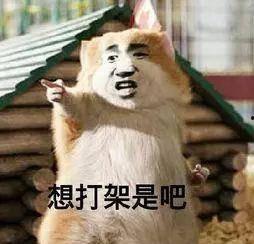 虎子吃瓜吵架视频,网络热议背后的真相与反思