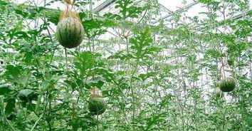 什么瓜能长在树上吃吗,美味可口的天然美食探索