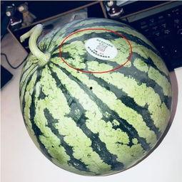 南关街吃瓜,夏日吃瓜盛宴，品味老街新韵