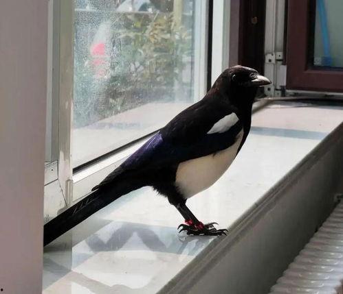 吃瓜喜鹊视频大全,欢乐瞬间捕捉！